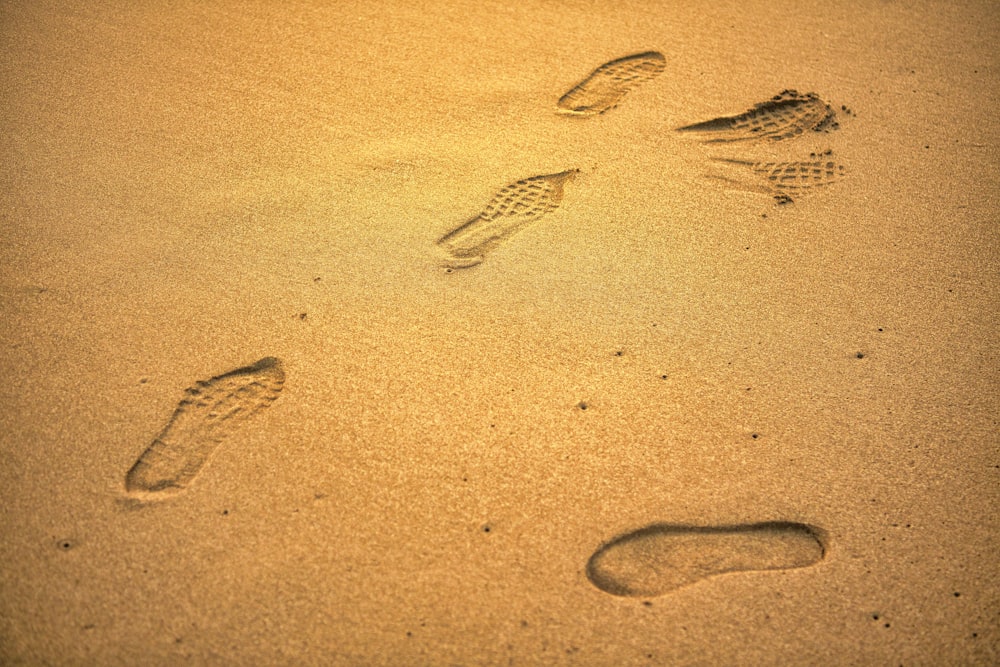 a group of small fish