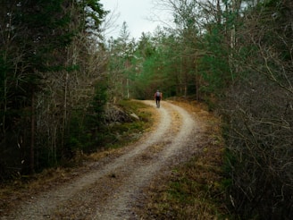 A lone traveler walking along a winding path through a vibrant forest, symbolizing the journey of life.