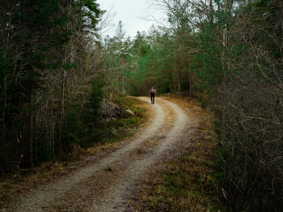 A lone individual walks along a curving dirt path that cuts through a dense forest. The trees are tall and predominantly evergreen, with some patches of bare branches visible, suggesting a late autumn or early spring setting.