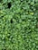 A dense carpet of vibrant green leaves covered in droplets of water. The leaves vary in size and have a glossy texture, creating a lush, fresh appearance.