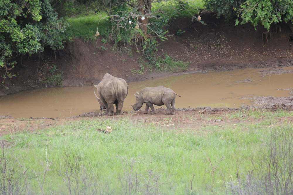 a group of elephants walk through a muddy area