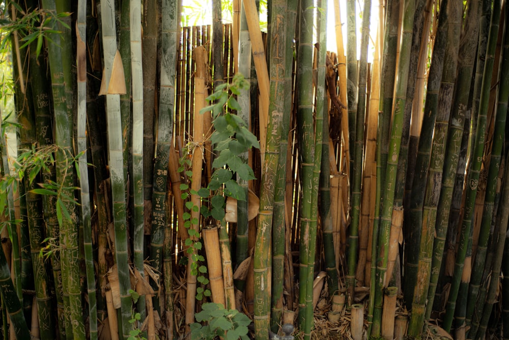 a group of bamboo