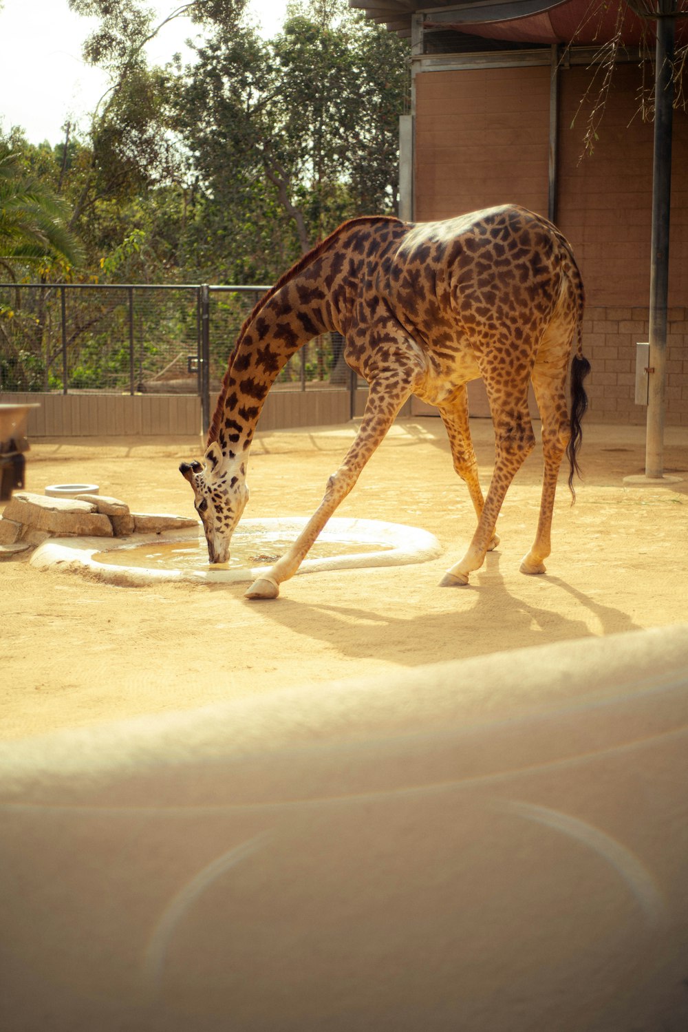 a giraffe eating some food