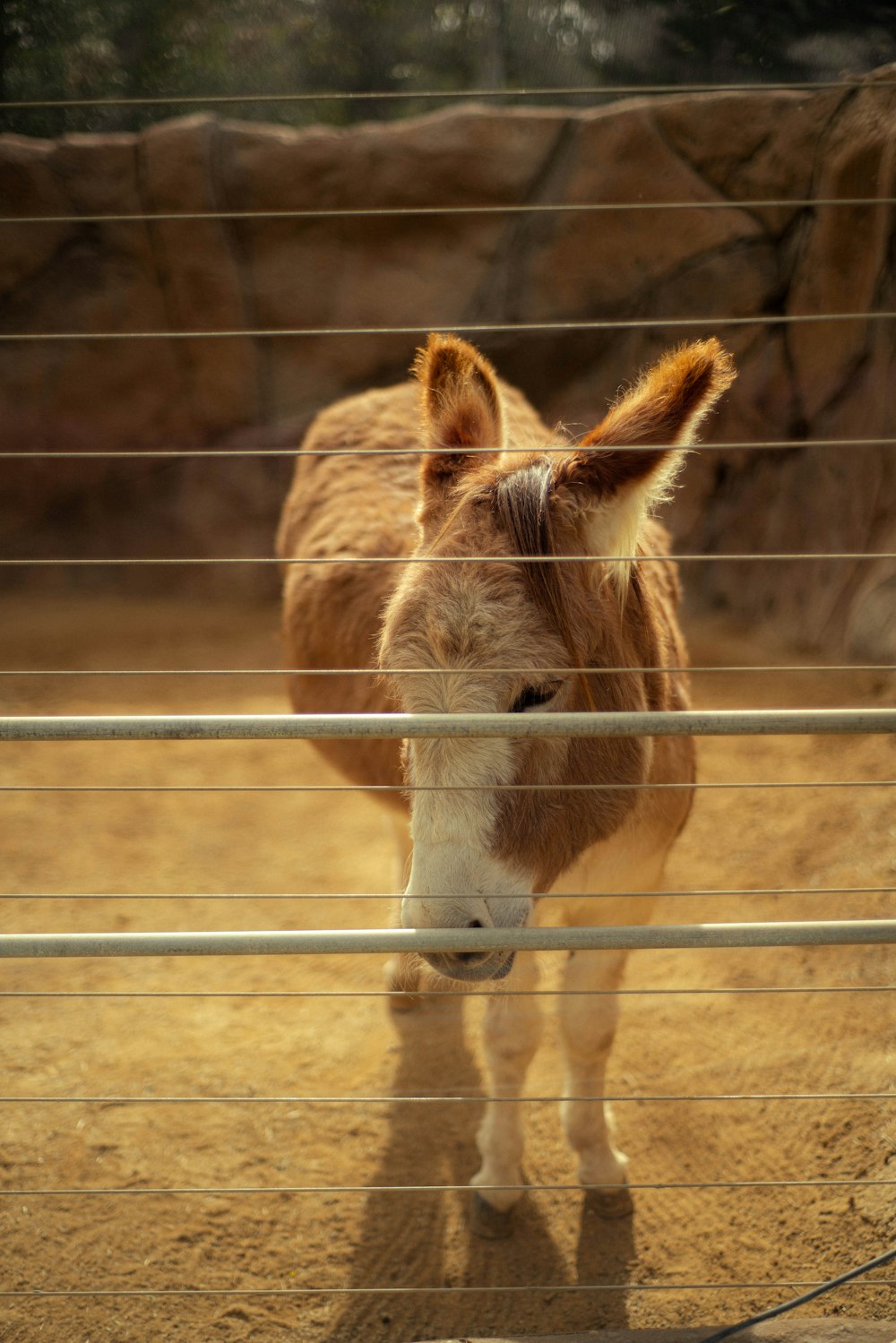 a horse behind a fence