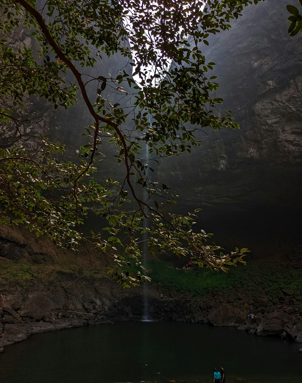 a tree next to a body of water