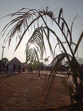 A dried palm leaf is in the foreground with sunlight piercing through its fronds. In the background, a small child is running on a grass field, surrounded by groups of people near a triangular tent-like structure. Trees and walking paths can be seen further back.