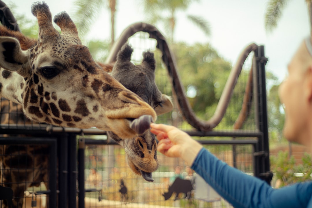 a person feeding a giraffe, Feeding giraffes at the San Deigo Zoo in California.