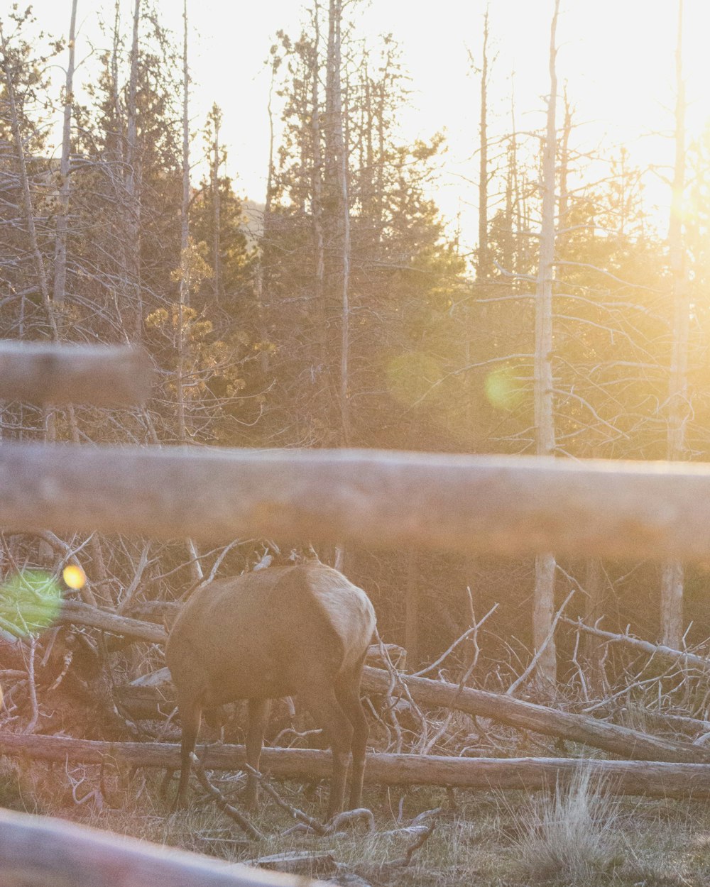 a moose standing on a fence