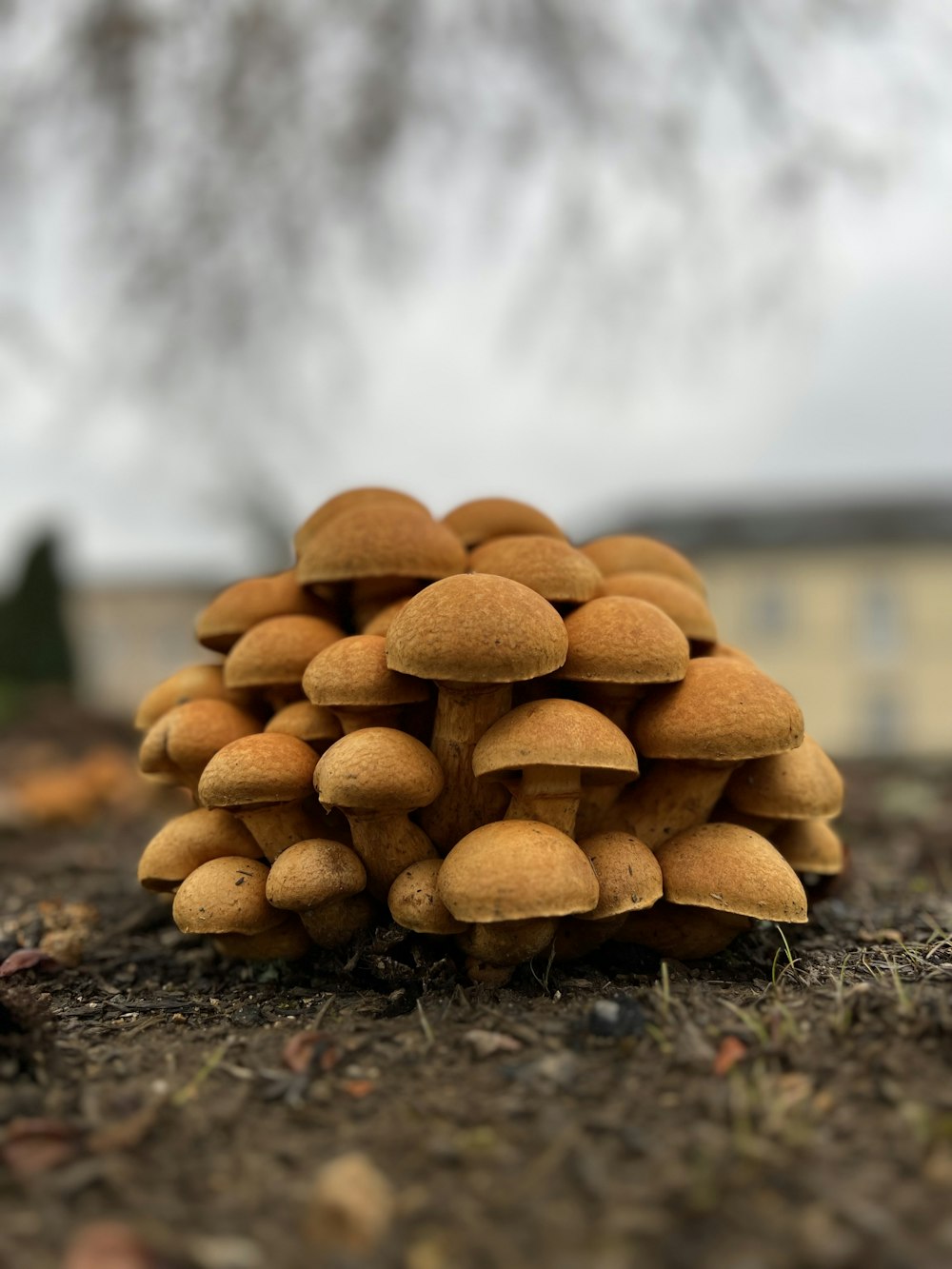 un tas de champignons