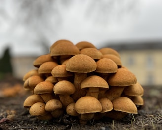 a pile of mushrooms