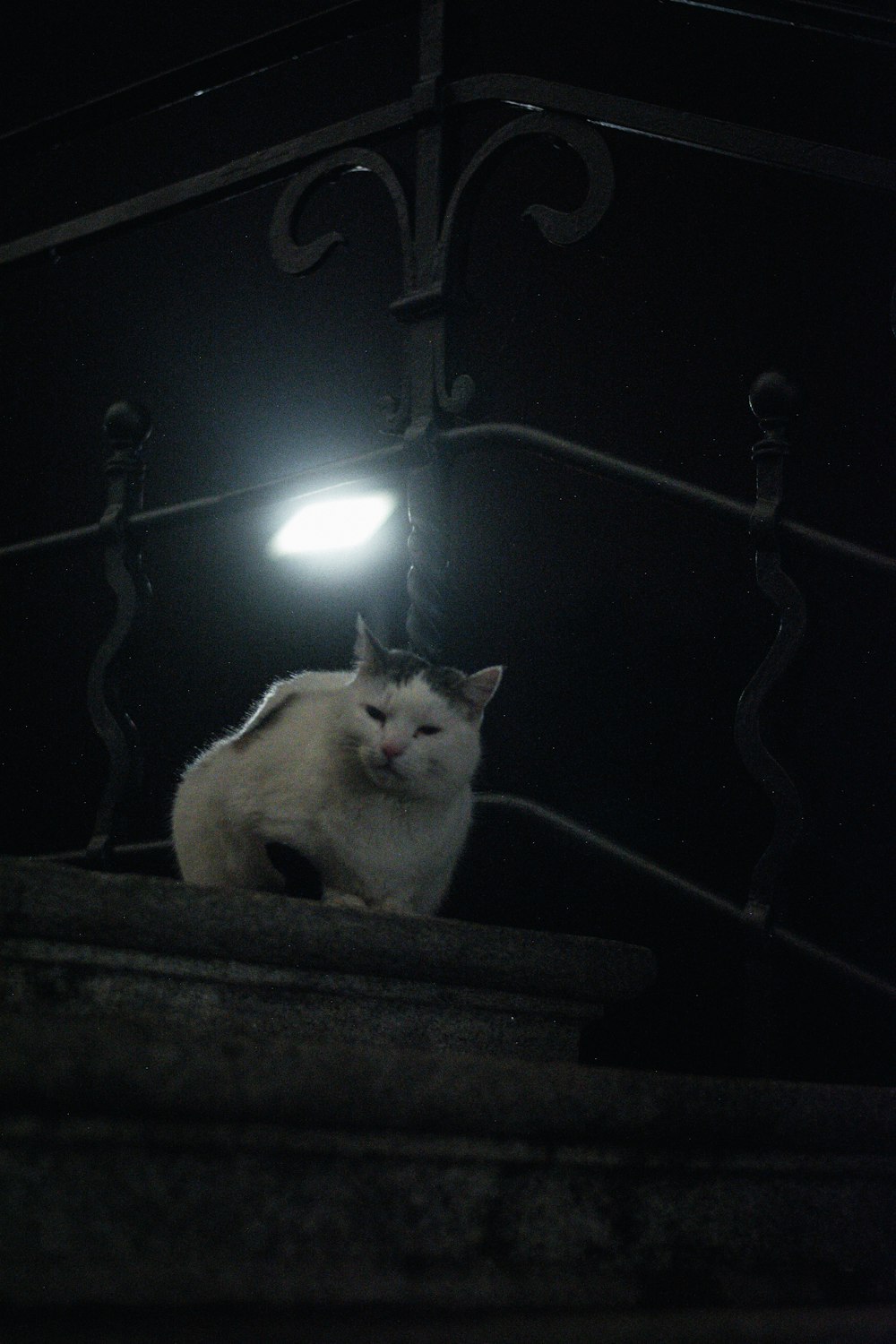 a cat sitting on a ledge