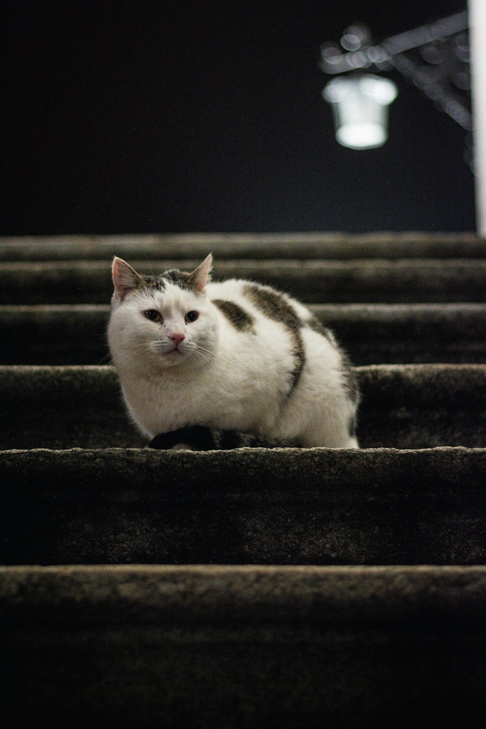 a cat sitting on a staircase