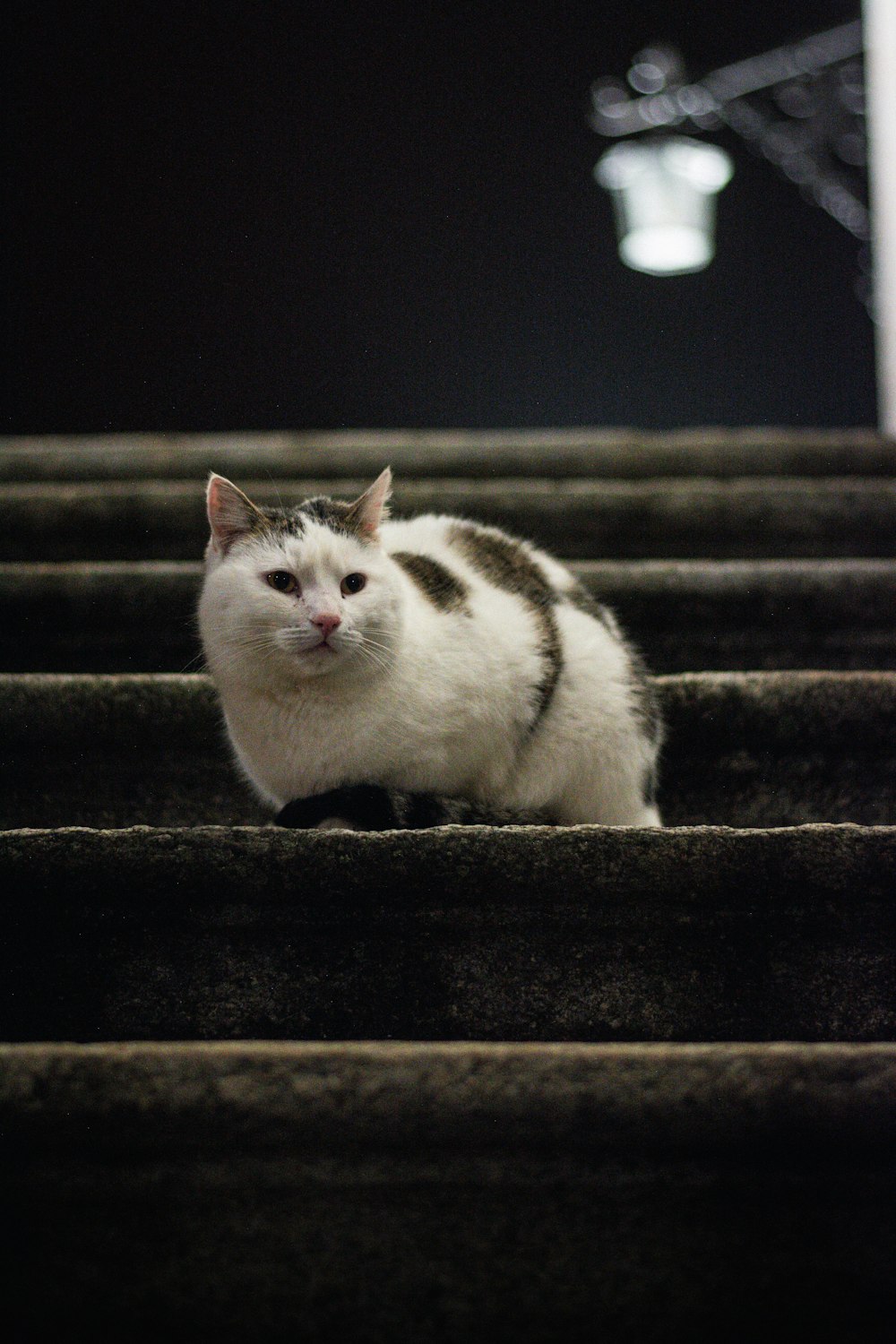 Un gato sentado en una escalera