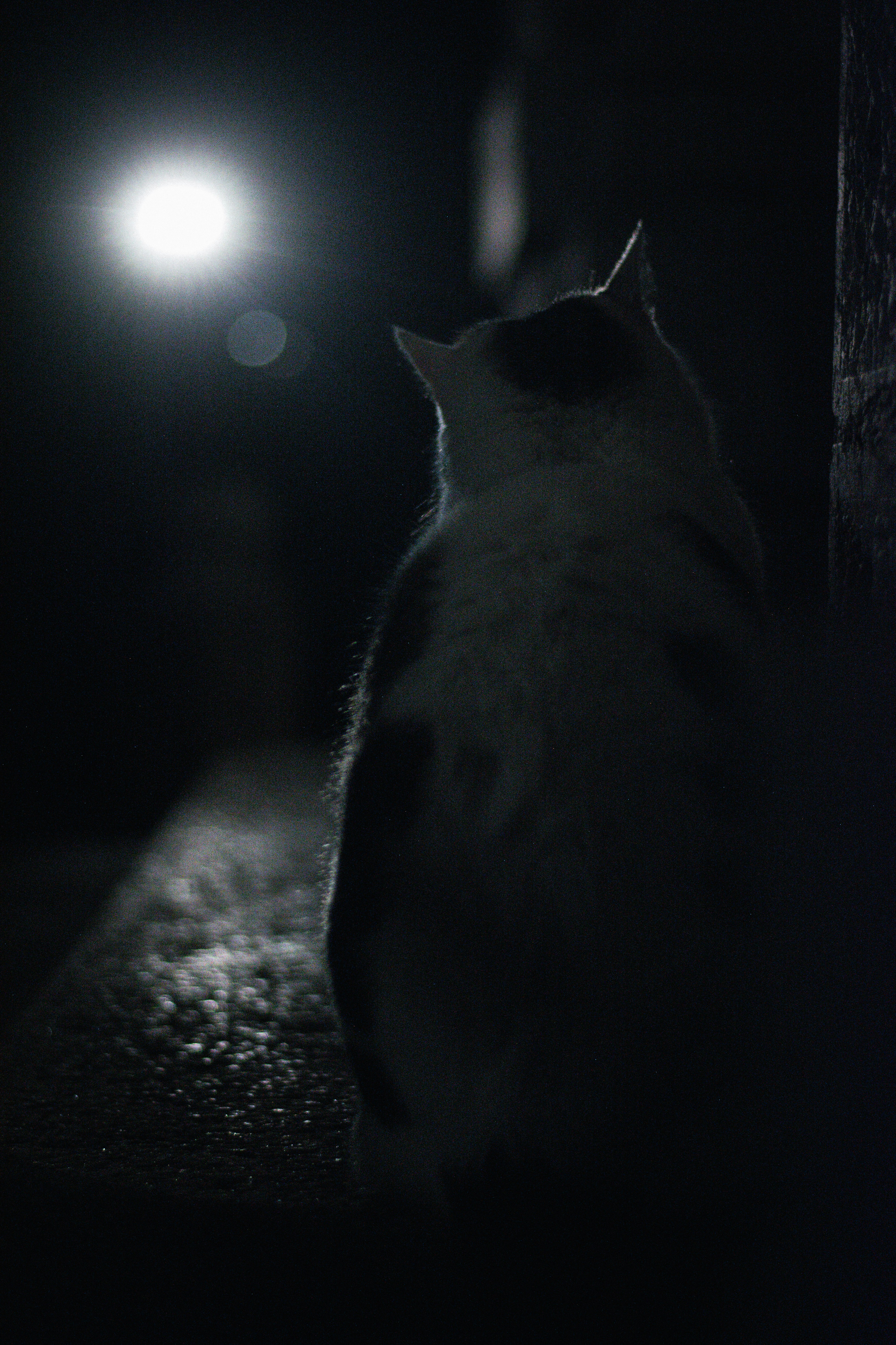 Cats and the Mystery of the Night (image credits: unsplash)