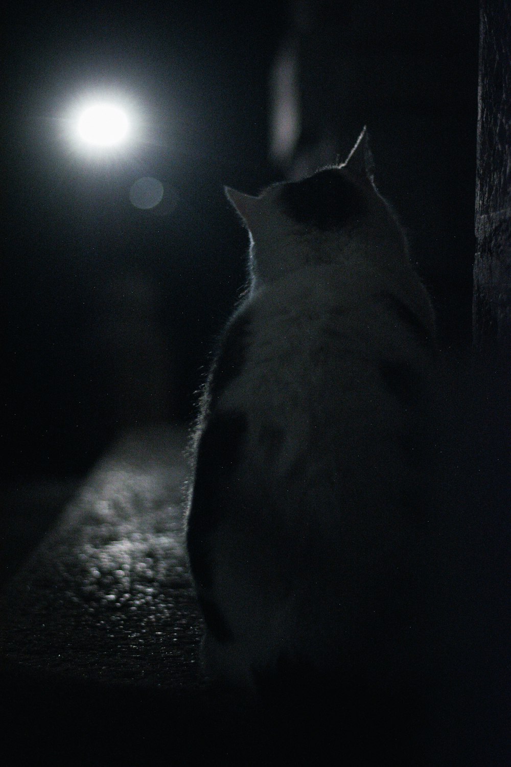 a cat sitting in the dark