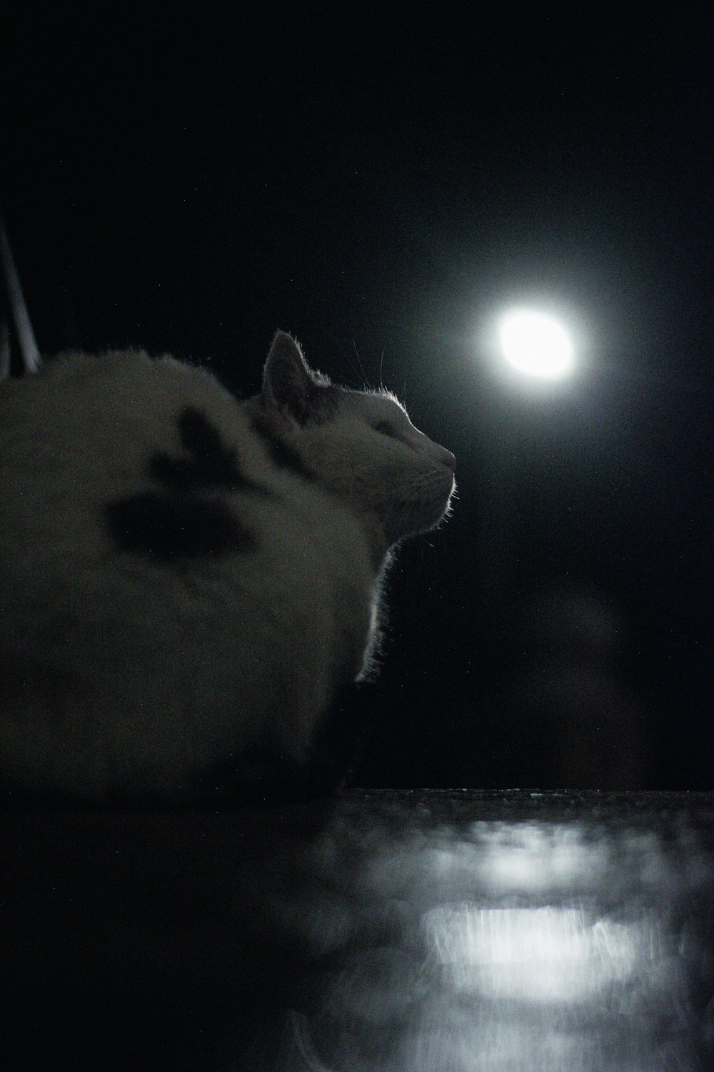 Un gato con la boca abierta