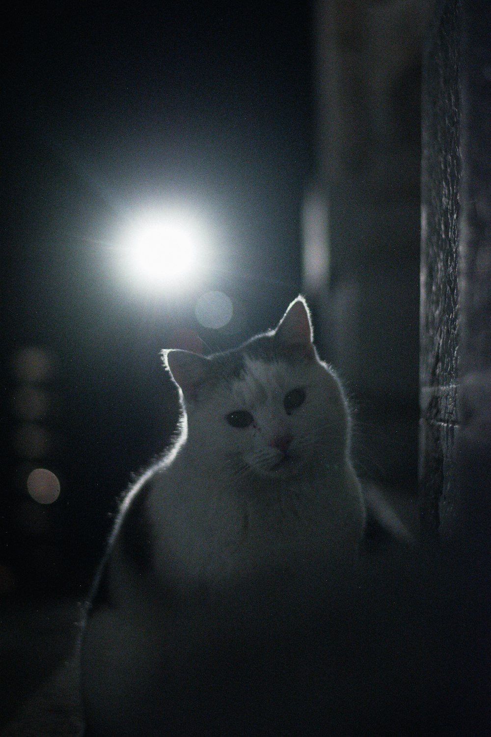 a cat looking through a window