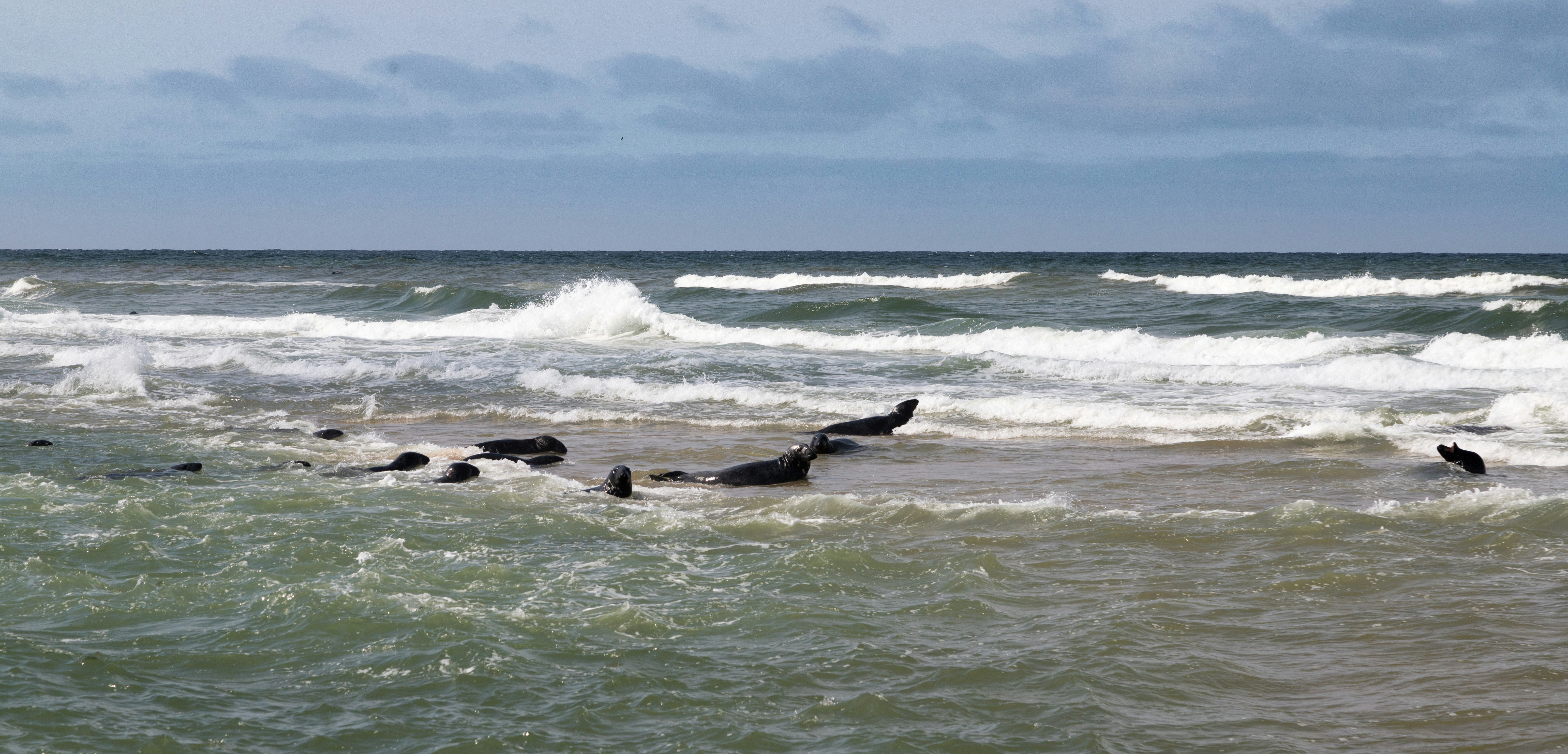 a group of animals swimming in the ocean