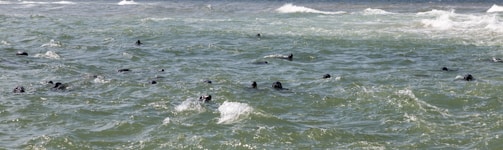 Numerous seals are swimming in choppy green-blue ocean waters, with waves creating white foam on the surface.