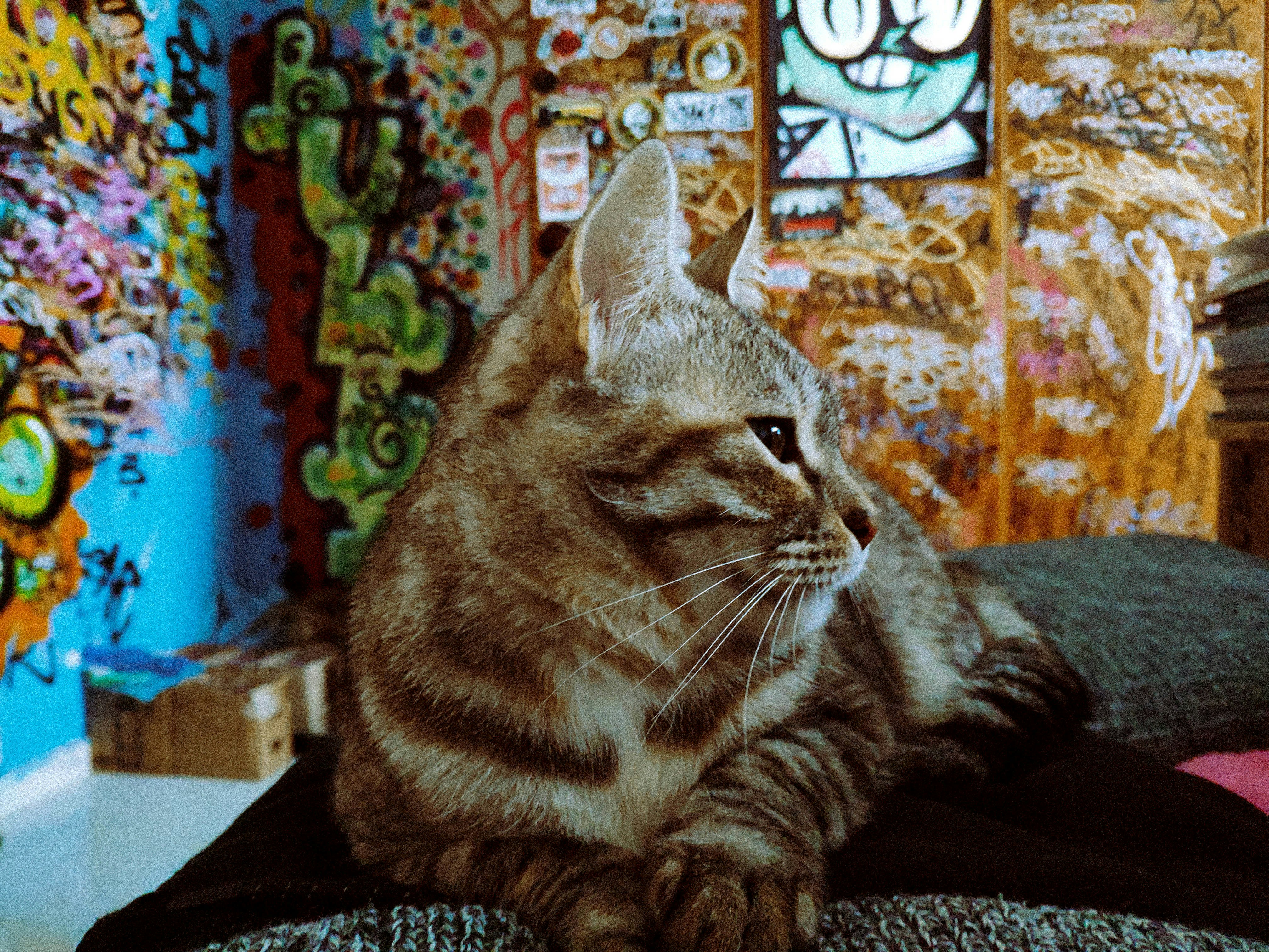 A cat sitting on a couch photo – Free Art Image on Unsplash