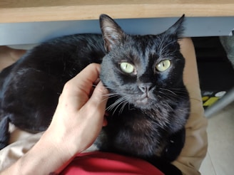 A black cat with striking yellow-green eyes is being gently petted by a human hand. The cat looks calm and comfortable, lying on a person's lap. The setting includes a wooden table edge visible in the background.