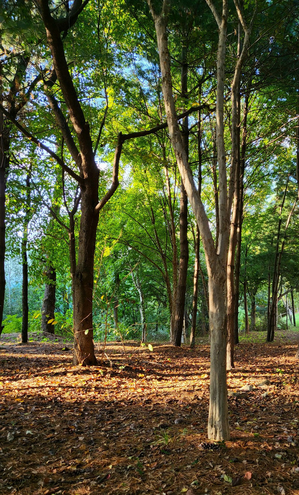 a group of trees in a forest