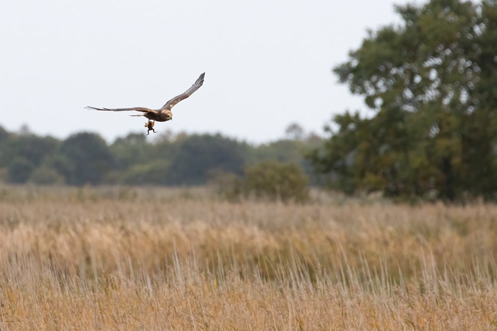 a bird flying over a field