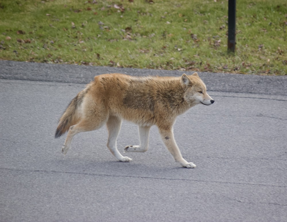 a wolf walking on a road