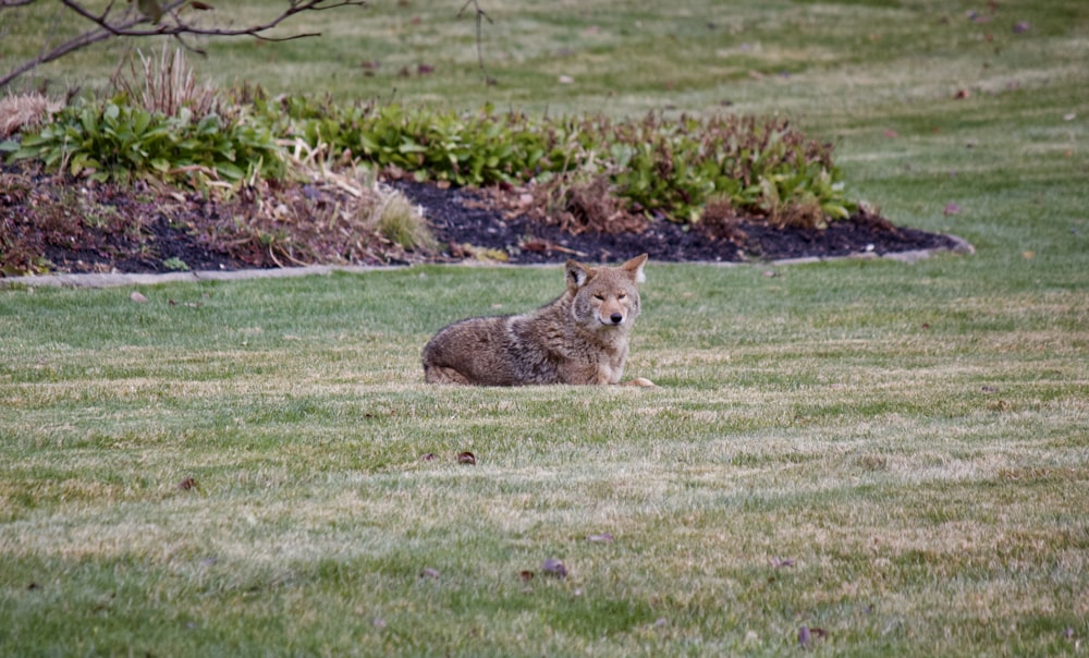 a kangaroo lying in a grassy field