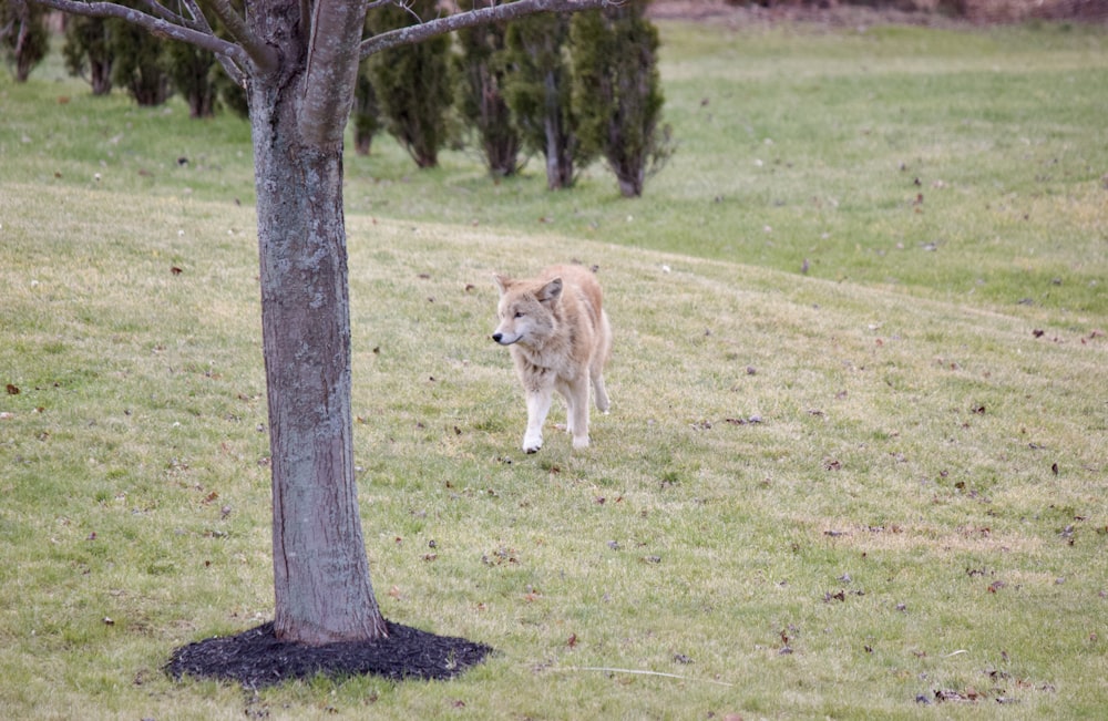 a wolf standing in a field