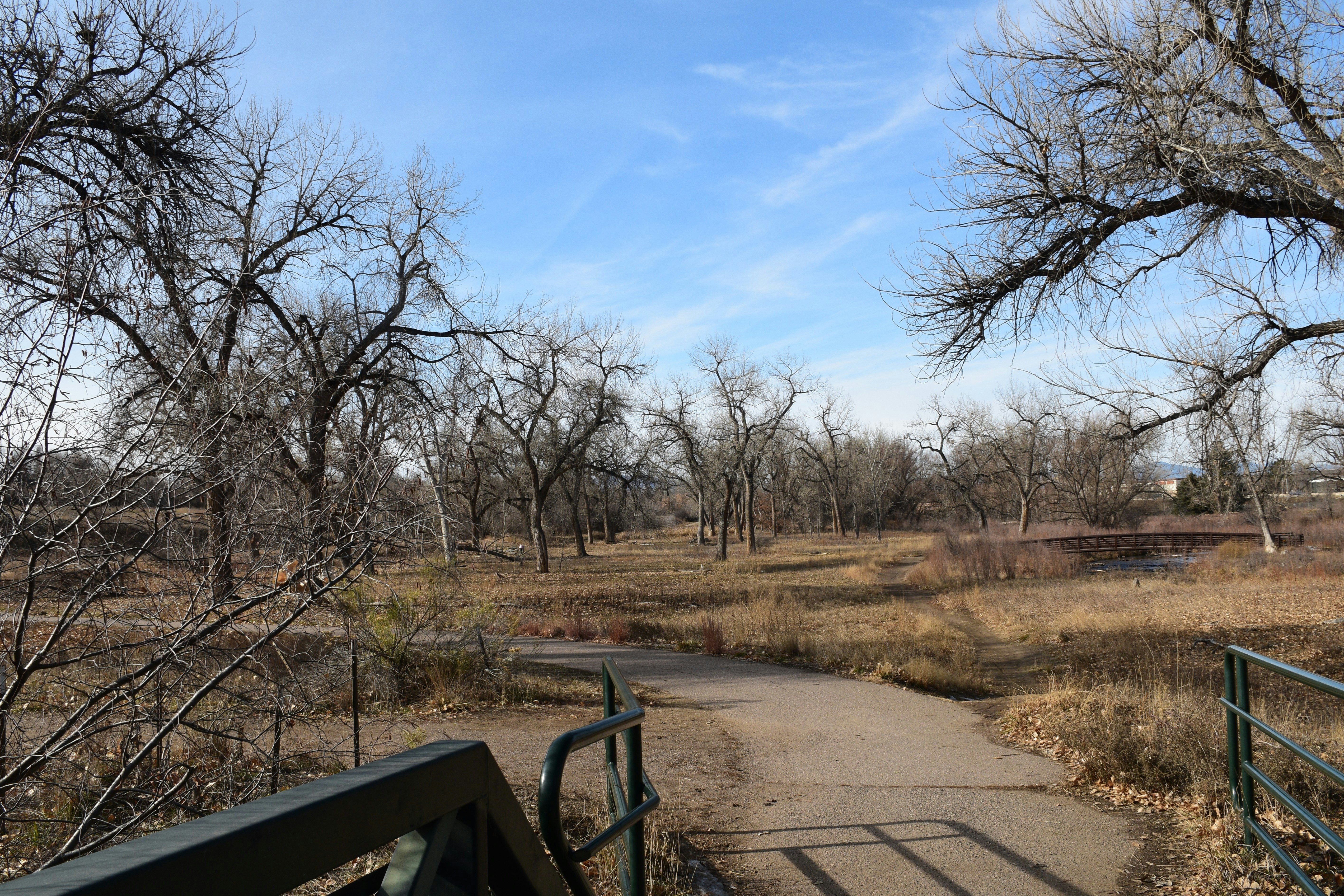 a path with trees on the side