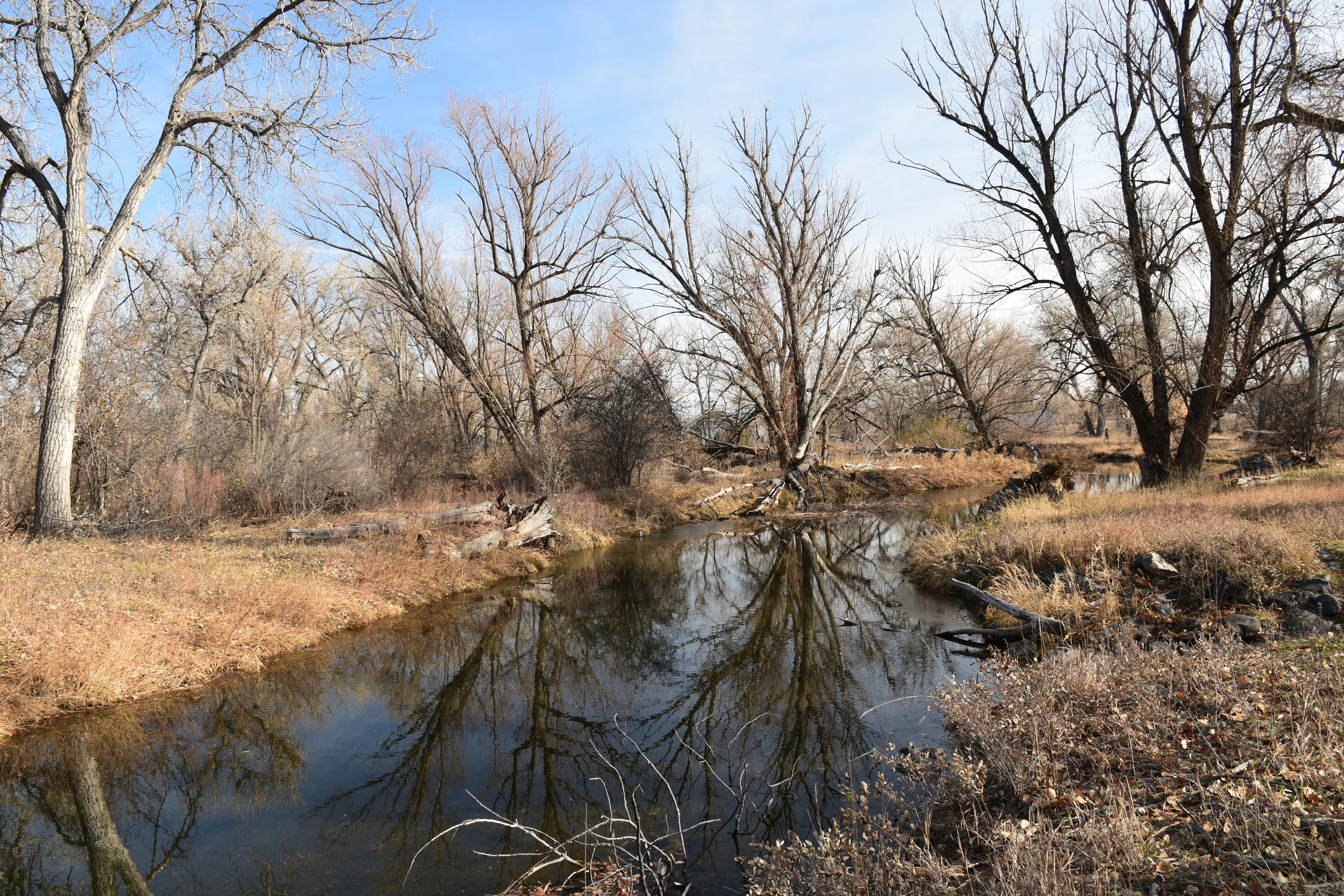 a river with trees on the side