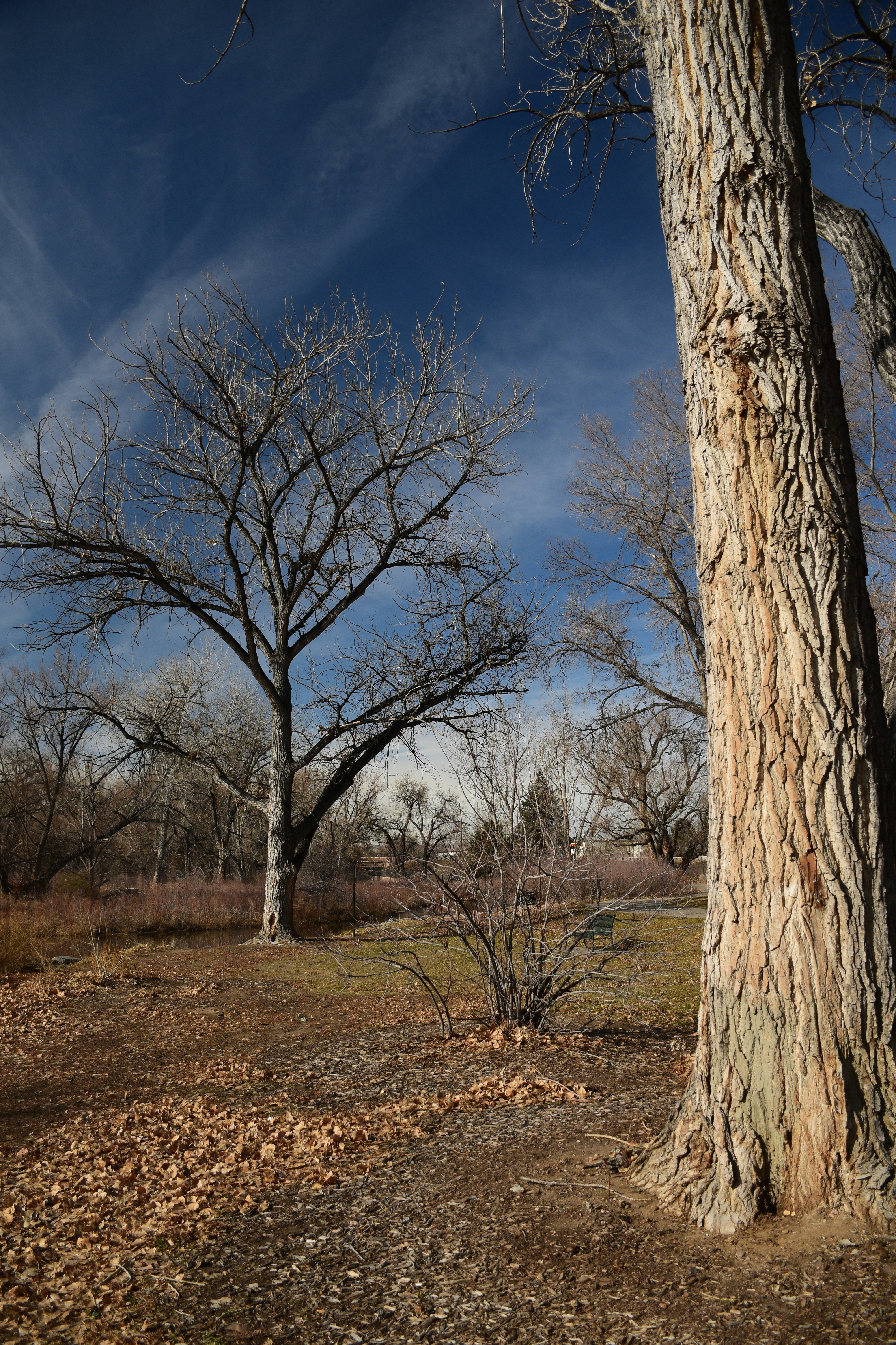 a tree in a field
