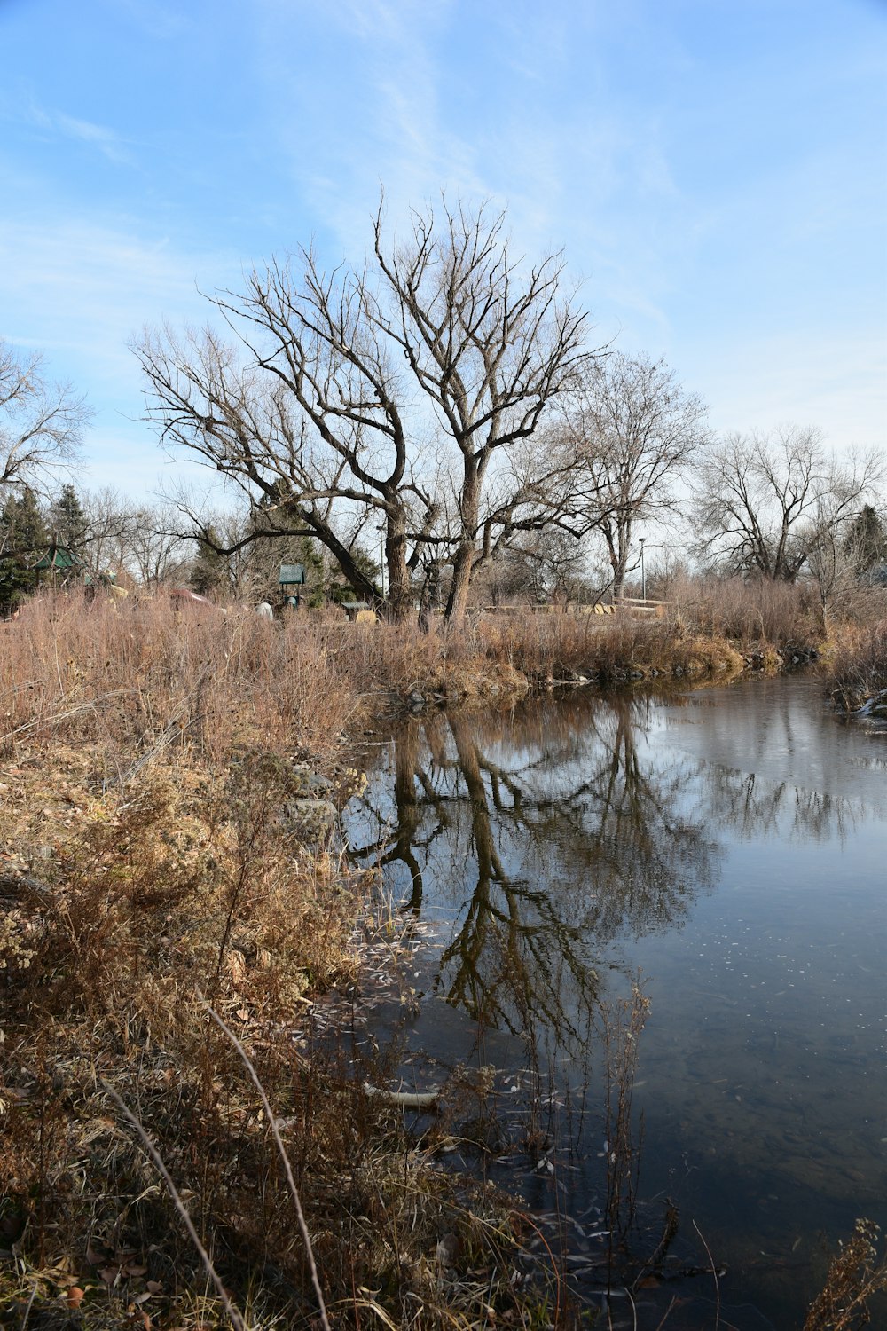 a body of water with trees around it