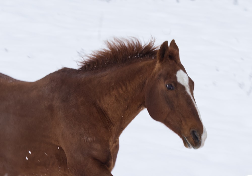 a brown horse in the snow