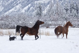 A snowy landscape with two horses and a small dog. The horses appear to be trotting through the snow, with the small dog following behind. The background features snow-covered trees and a large mountain range.