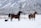 A snowy landscape with two horses and a small dog. The horses appear to be trotting through the snow, with the small dog following behind. The background features snow-covered trees and a large mountain range.