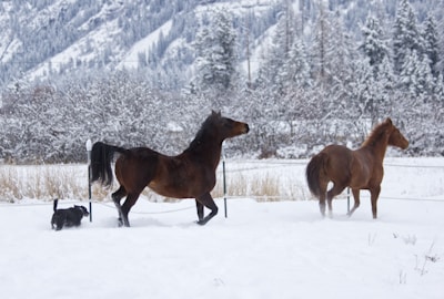 A snowy landscape with two horses and a small dog. The horses appear to be trotting through the snow, with the small dog following behind. The background features snow-covered trees and a large mountain range.