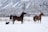A snowy landscape with two horses and a small dog. The horses appear to be trotting through the snow, with the small dog following behind. The background features snow-covered trees and a large mountain range.