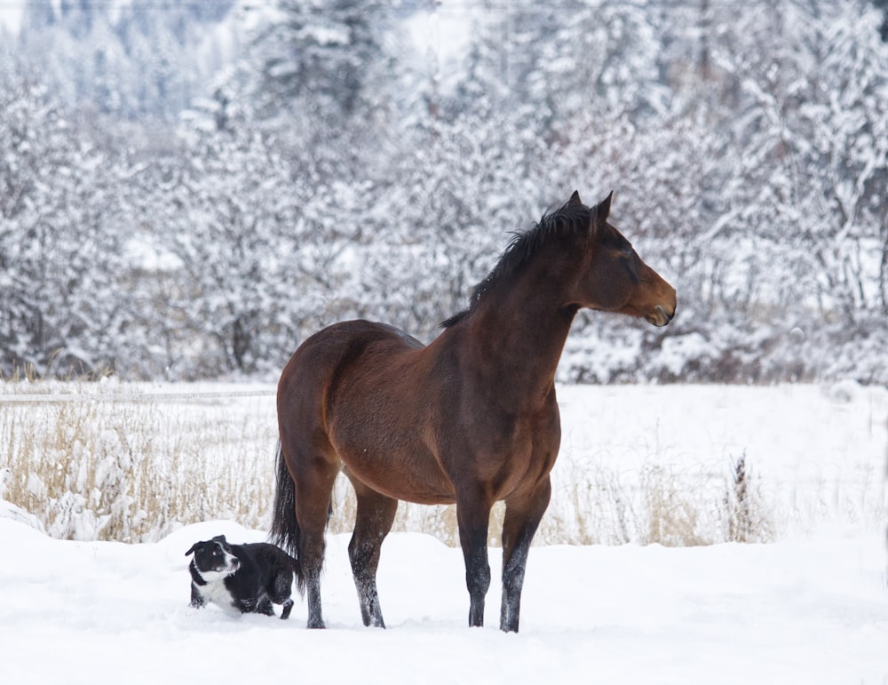 a horse and a dog in the snow