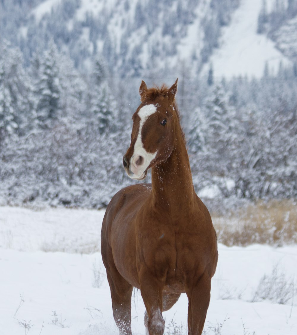 a horse standing in the snow