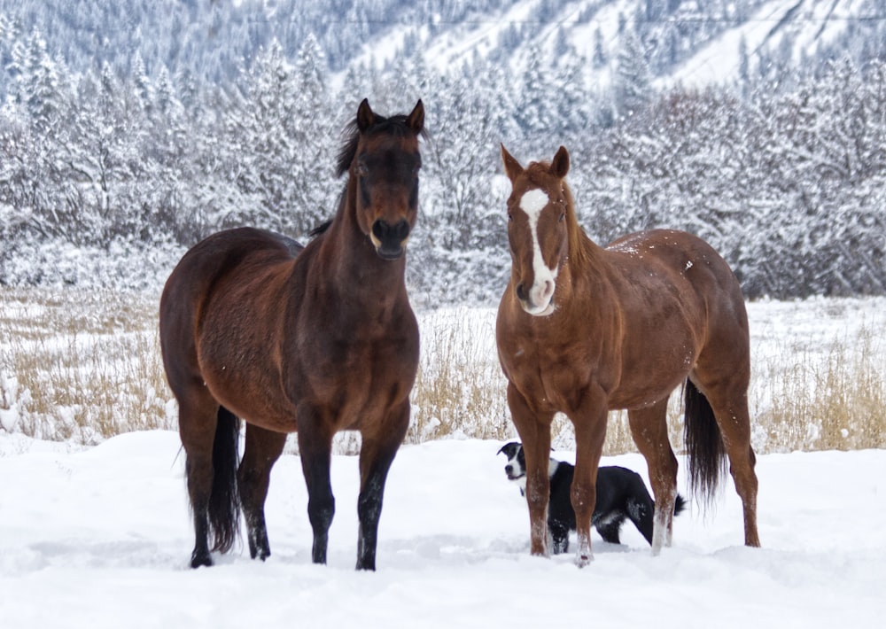 a group of horses in the snow