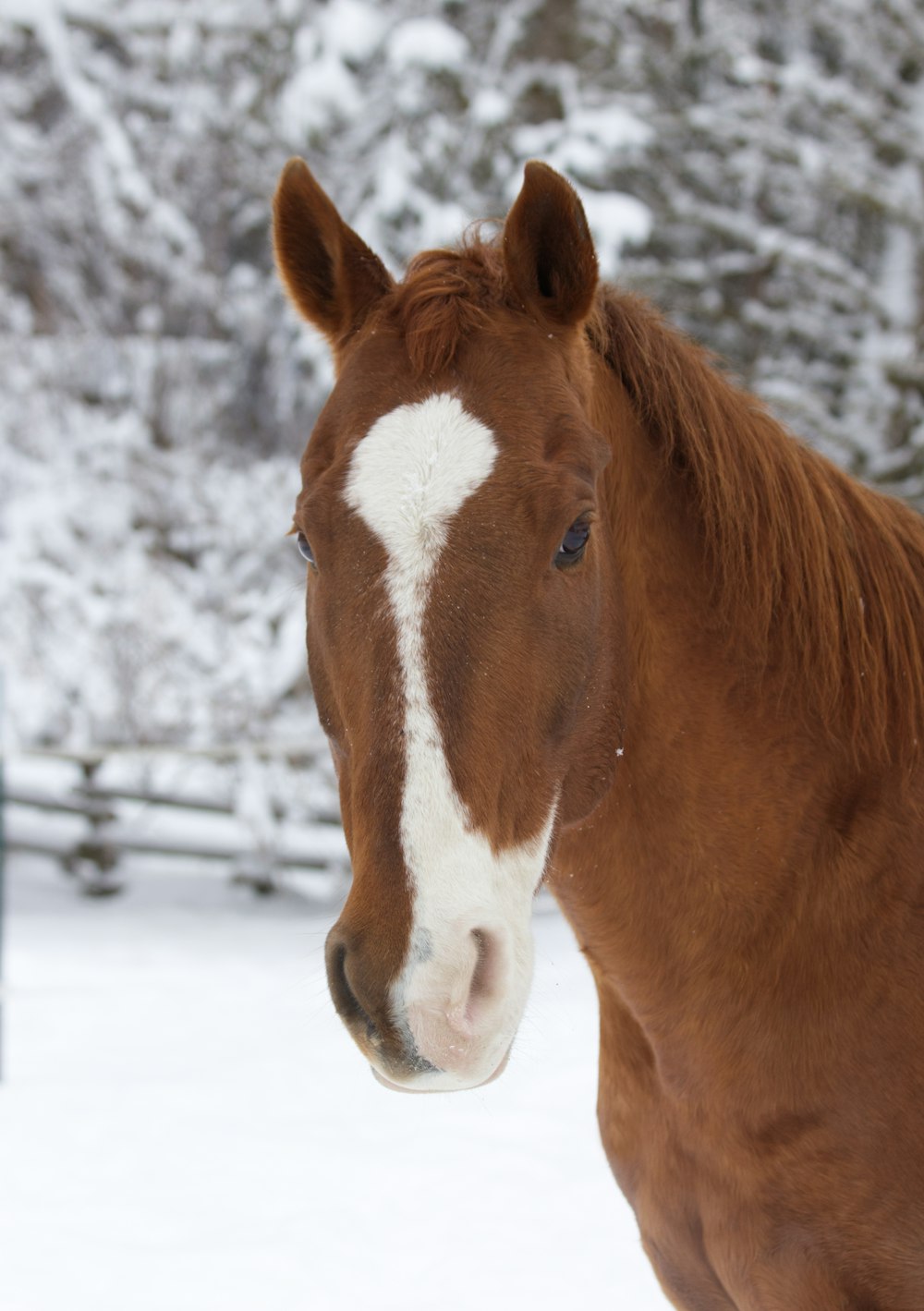 a brown horse in the snow