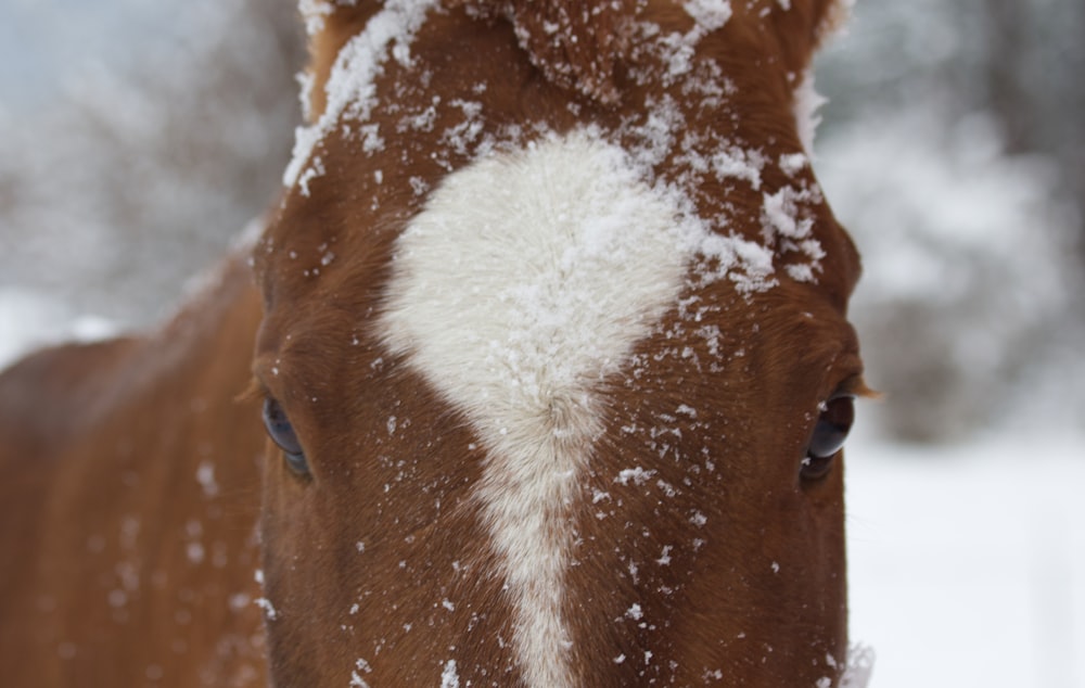 a close up of a horse