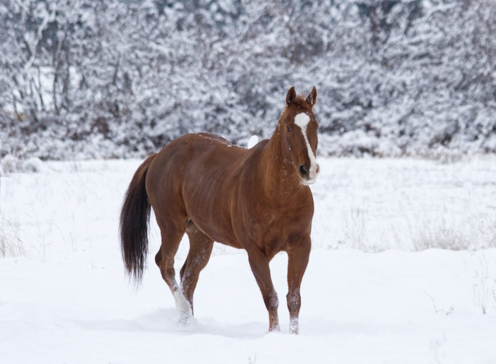 a horse standing in the snow