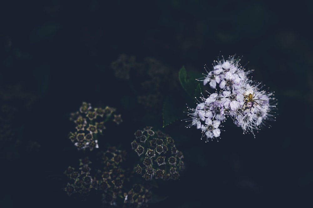 a close up of some flowers