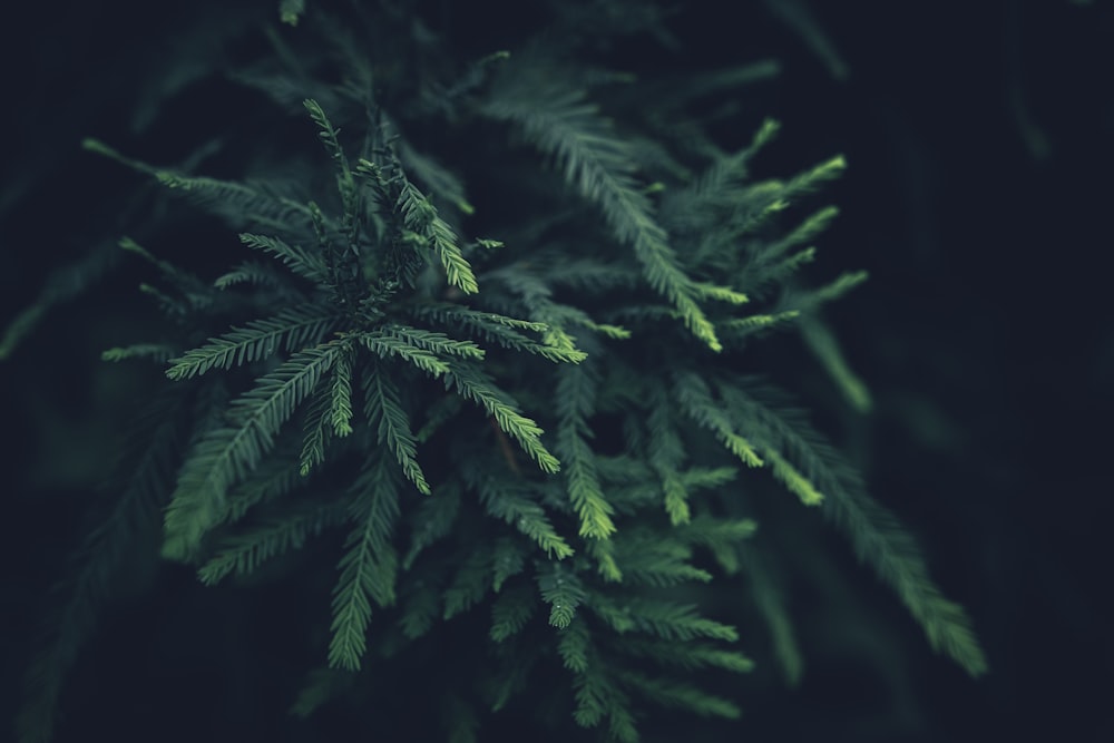 a close-up of some leaves