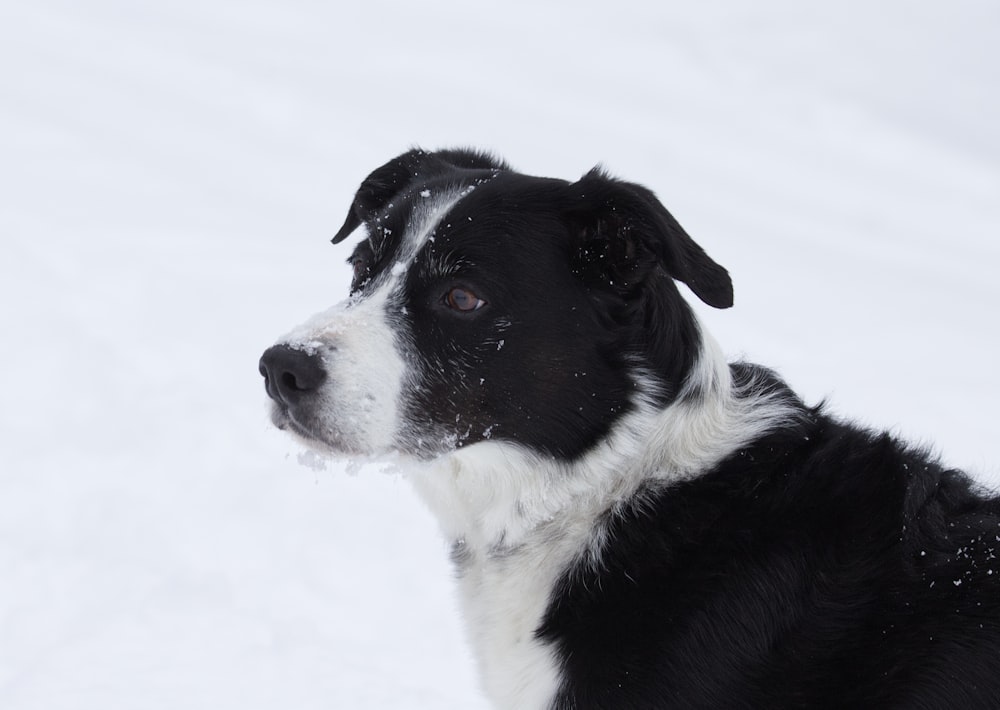 a black and white dog