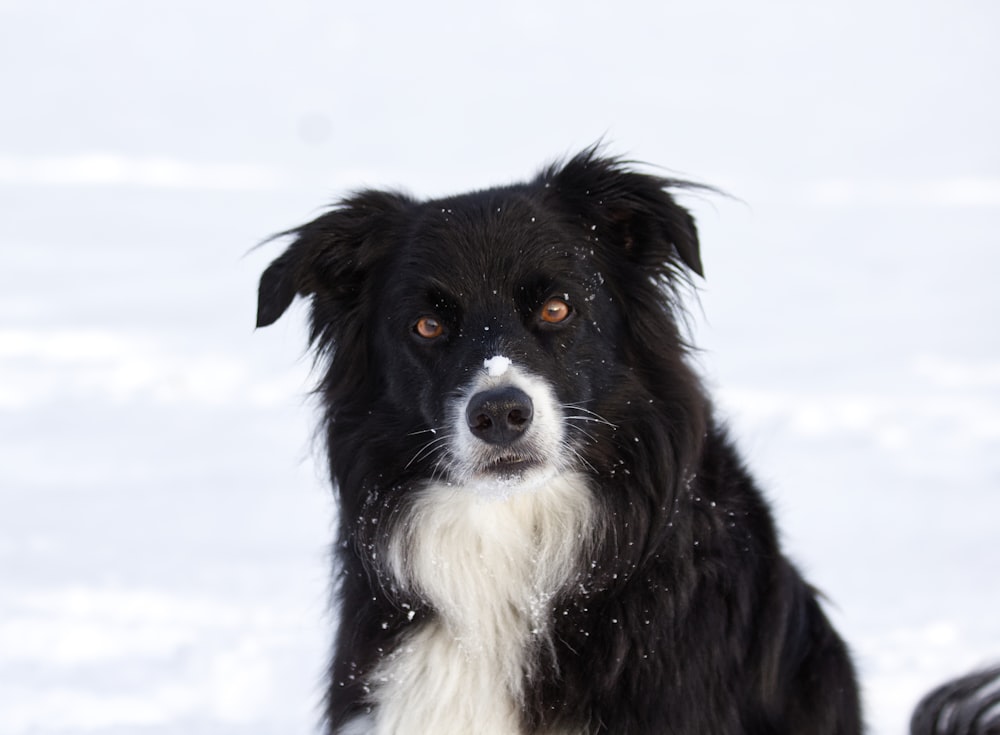 a black and white dog in the snow