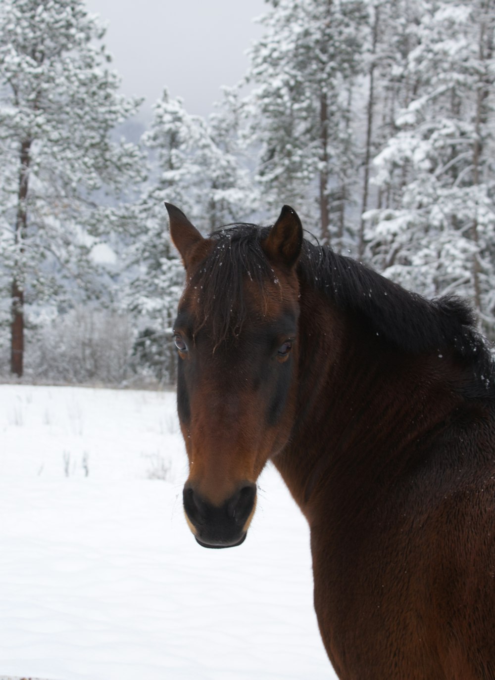 horses standing in the snow